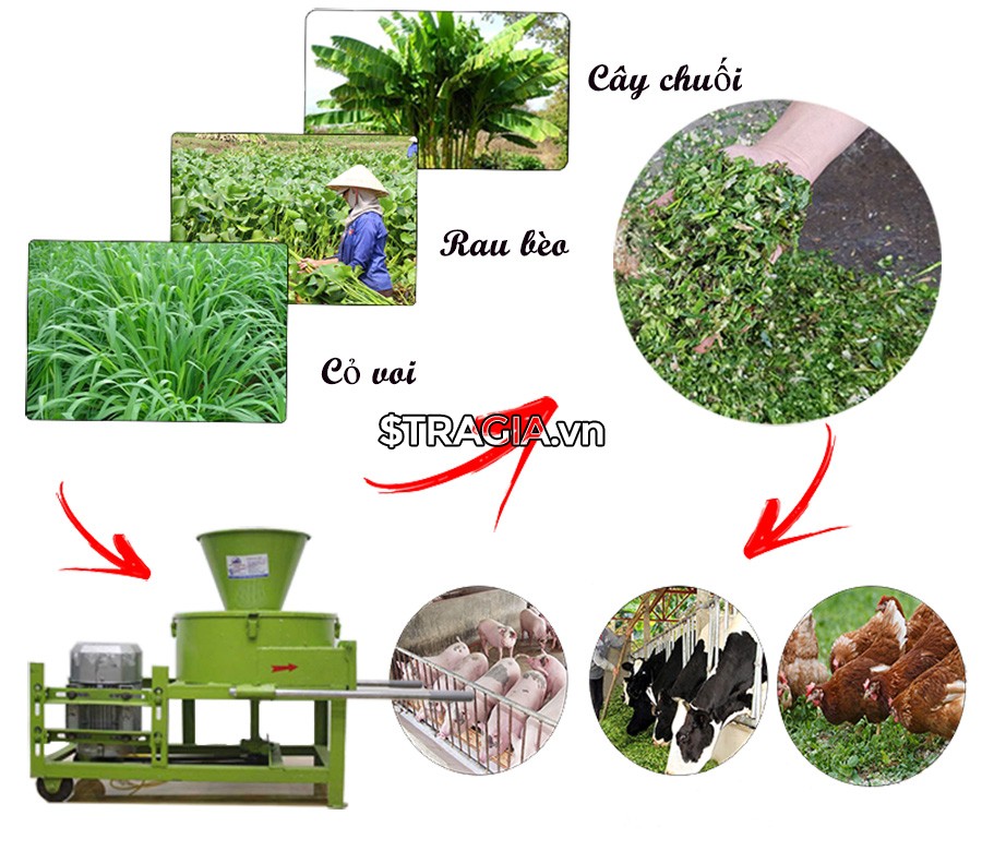 Bổ sung các loại rau xanh, củ quả vào khẩu phần ăn giúp cung cấp chất xơ cho heo