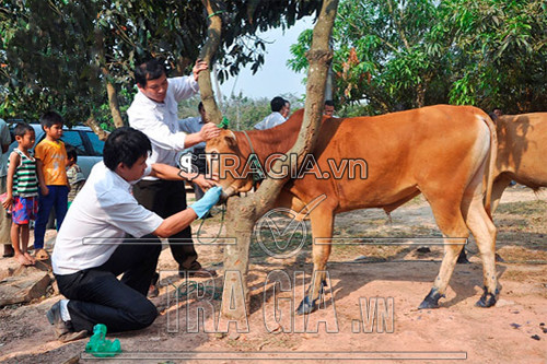 máy cắt chuối cho bò