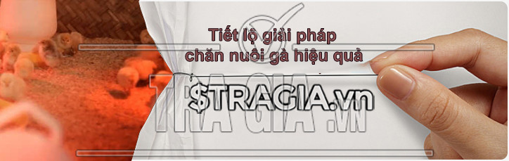 Giải pháp chăn nuôi gà cho bà con nông dân