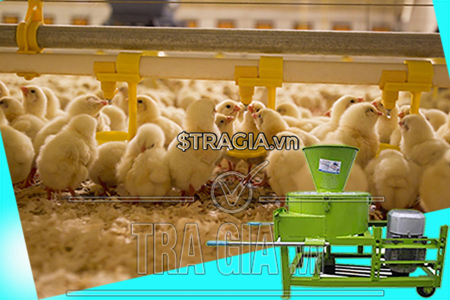 Máy băm thái chuối đa năng cho bò