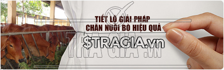 Giải pháp chăn nuôi bò