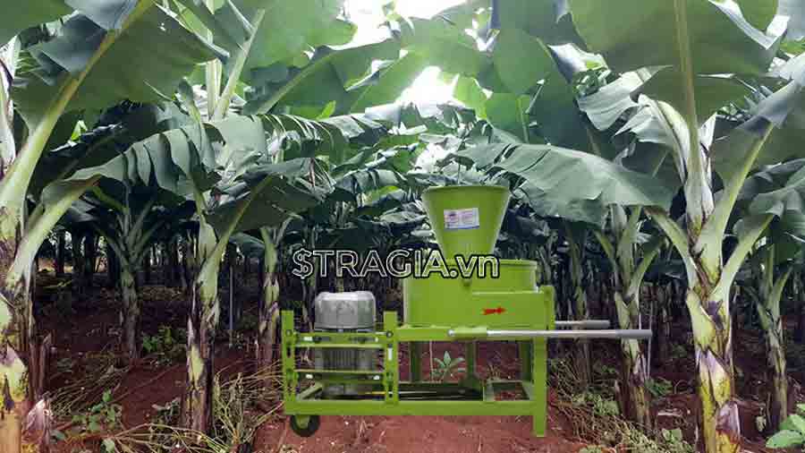 Phân phối máy xay chuối cây chính hãng giá rẻ tại Miền Bắc