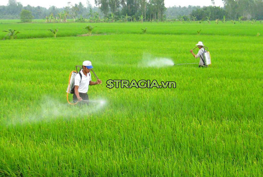 Mang lại cho bà con năng suất cao trong mùa màng