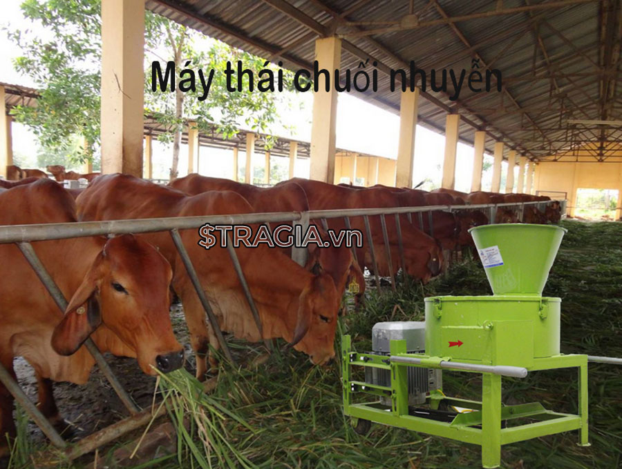 Máy cắt chuối đa năng chất lượng, giá rẻ tại Tây Nguyên