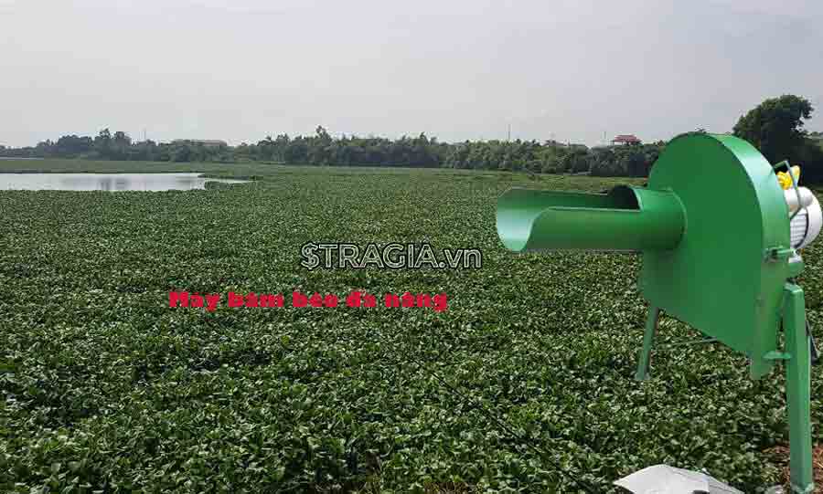 Phân phối máy xắt chuối đa năng tại Vĩnh Long