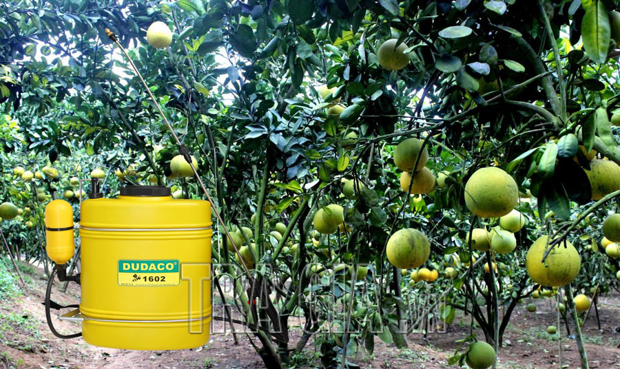 Các bệnh trên cây bưởi và cách phòng tránh bằng bình phun thuốc trừ sâu