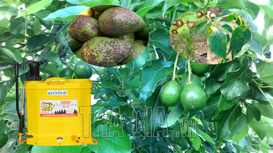 Hướng dẫn cách phòng và chữa bệnh trên cây bơ