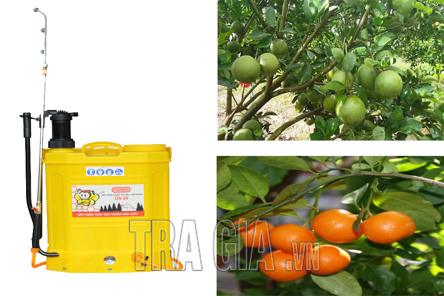 Các bệnh hại cam quýt và cách phòng trừ hiệu quả bằng bình xịt thuốc trừ sâu