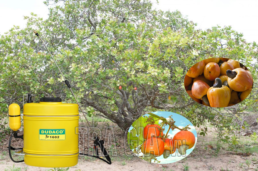 Phòng trừ sâu bệnh hại cây điều bằng bình phun thuốc chính hãng