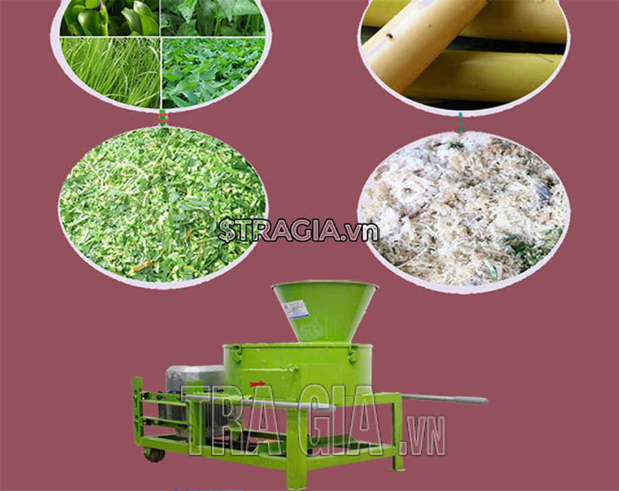 Vì sao nên cho vật nuôi ăn cây chuối?