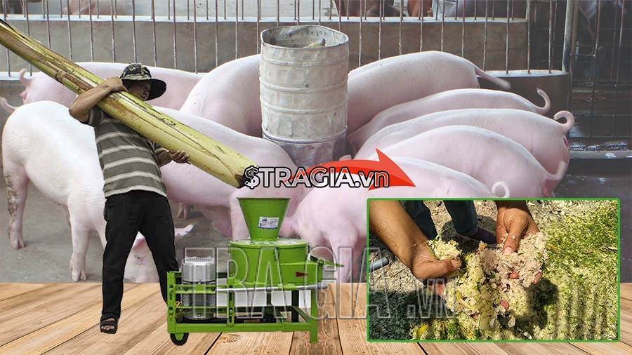 Phân phối máy băm chuối tại Đồng Nai (CHÍNH HÃNG)